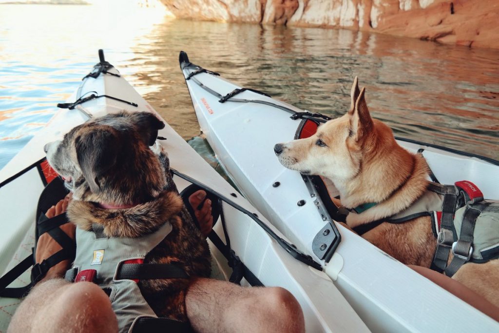 Top 8 Kayaks for Dogs to Take Your Best Friend on Water With You (Summer 2022)