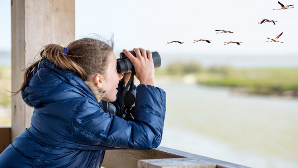 10 Best Binoculars for Bird Watching – Easier Way to Spot a Bird! (Summer 2022)