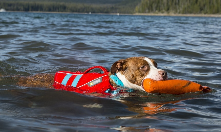 10 Best Dog Life Jackets – Provide Your Pet’s Safety! (Summer 2022)